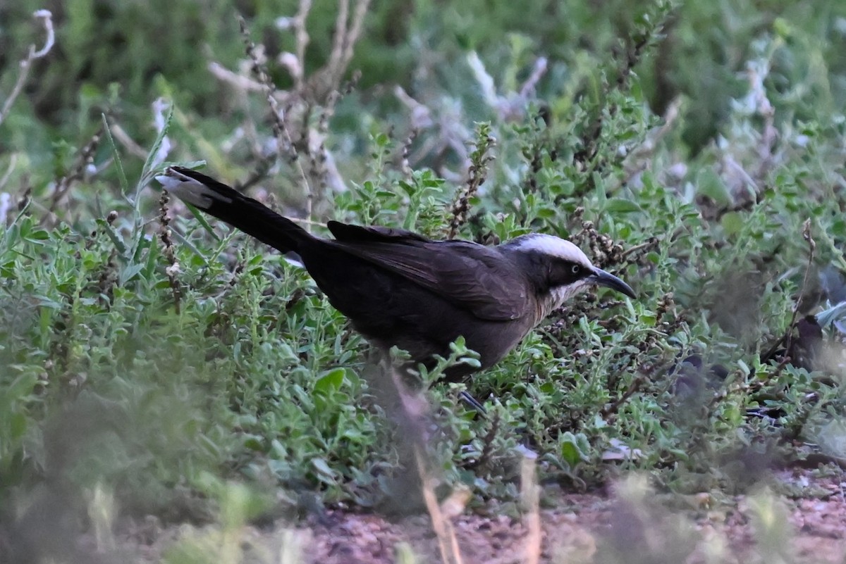 Gray-crowned Babbler - ML643786152