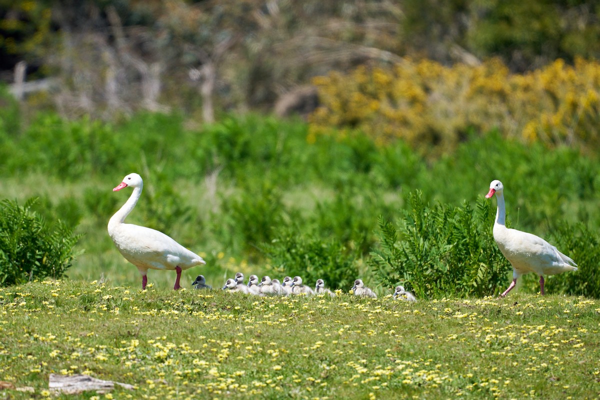 Coscoroba Swan - ML643786158