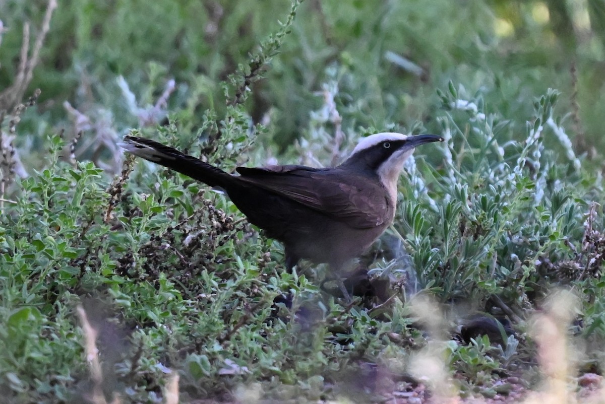 Gray-crowned Babbler - ML643786160