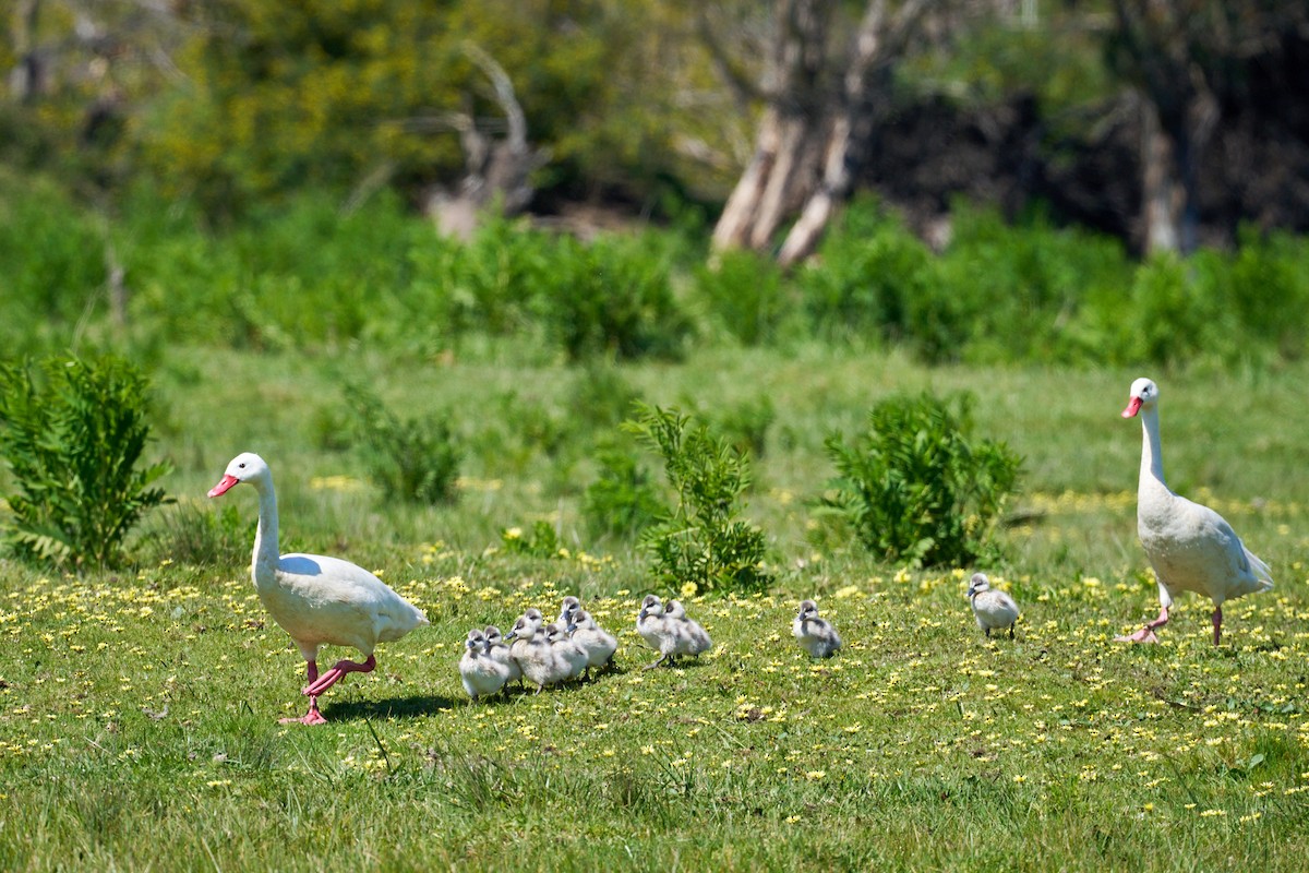 Coscoroba Swan - ML643786161
