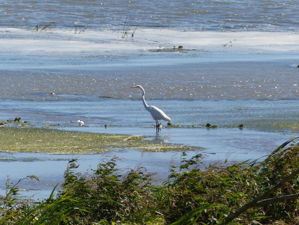 Great Egret - ML643786162