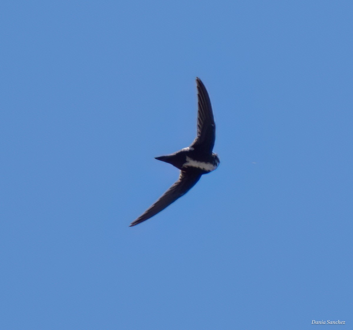 White-throated Swift - ML643786191