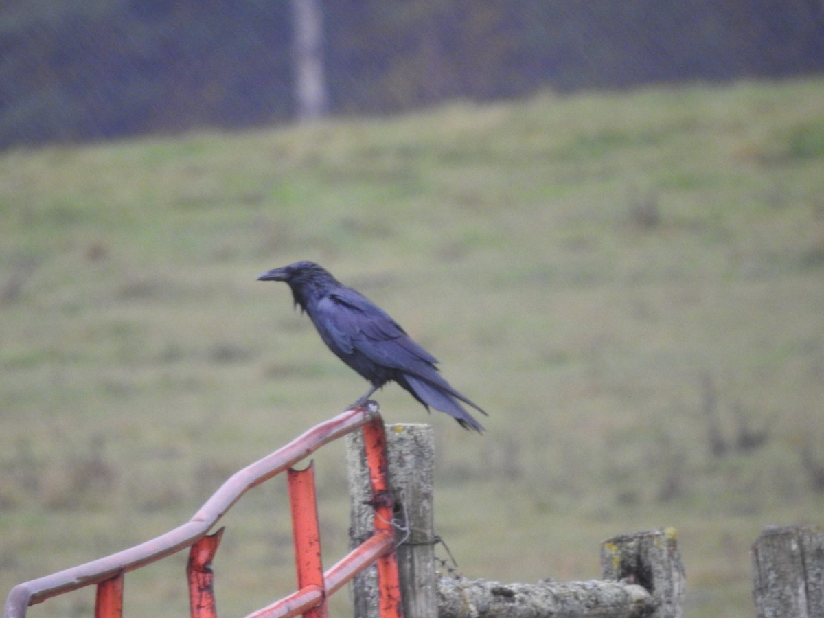 Common Raven - ML643786231
