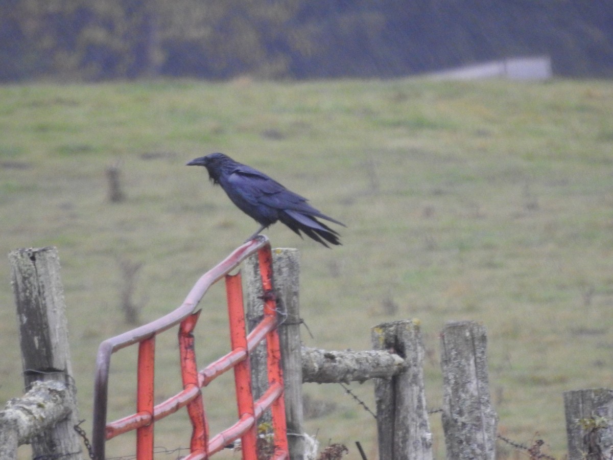 Common Raven - ML643786232