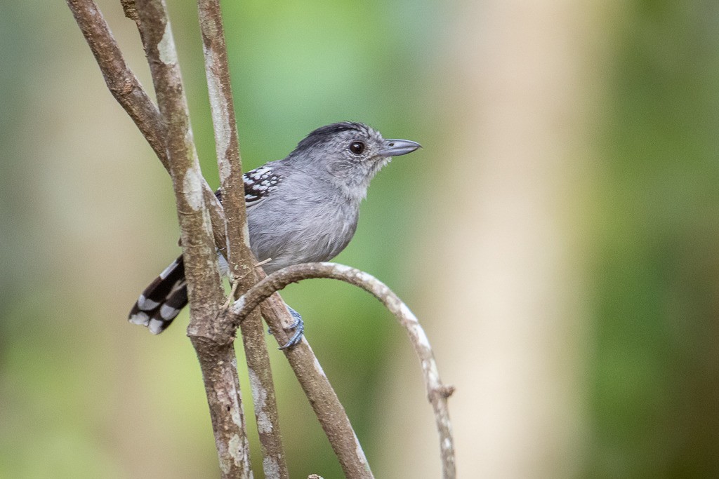 Sooretama Slaty-Antshrike - ML643786240