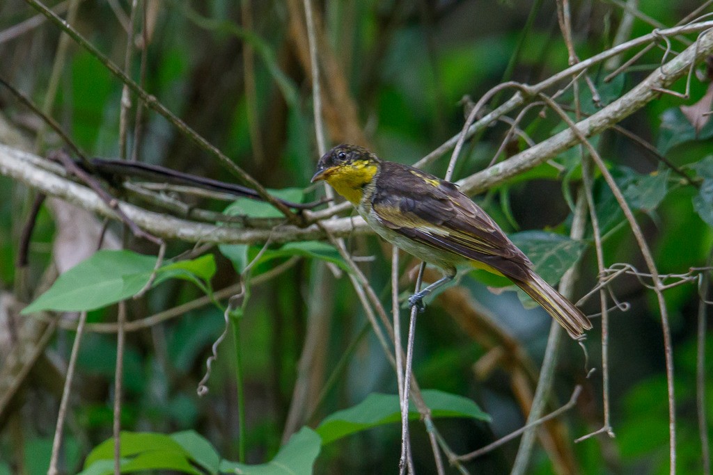 Yellow-backed Tanager - ML643786243