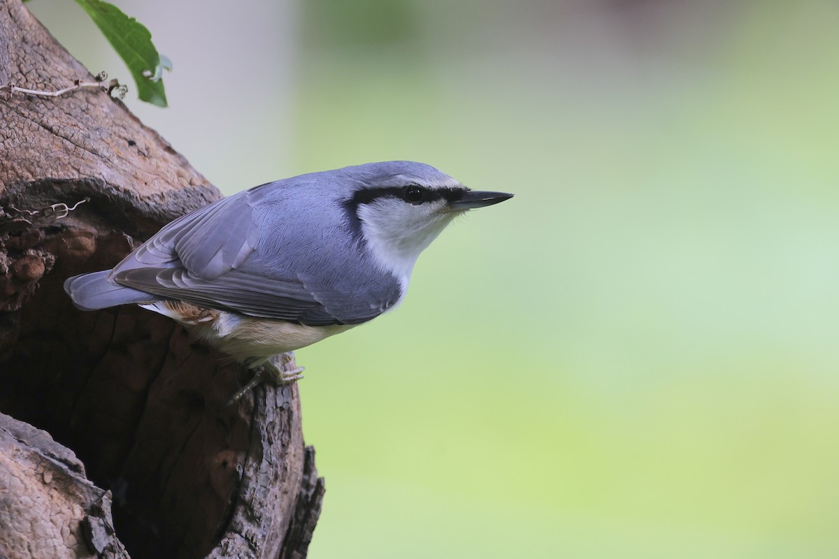 Eurasian Nuthatch - ML643786245