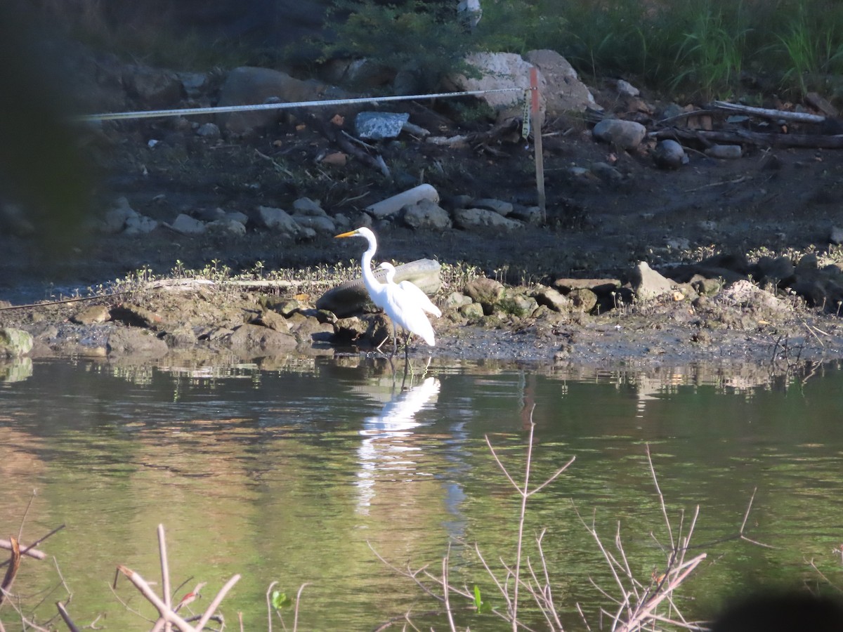 大白鷺 - ML643786286