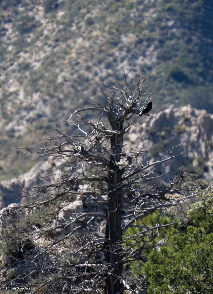 Common Raven - ML643786288