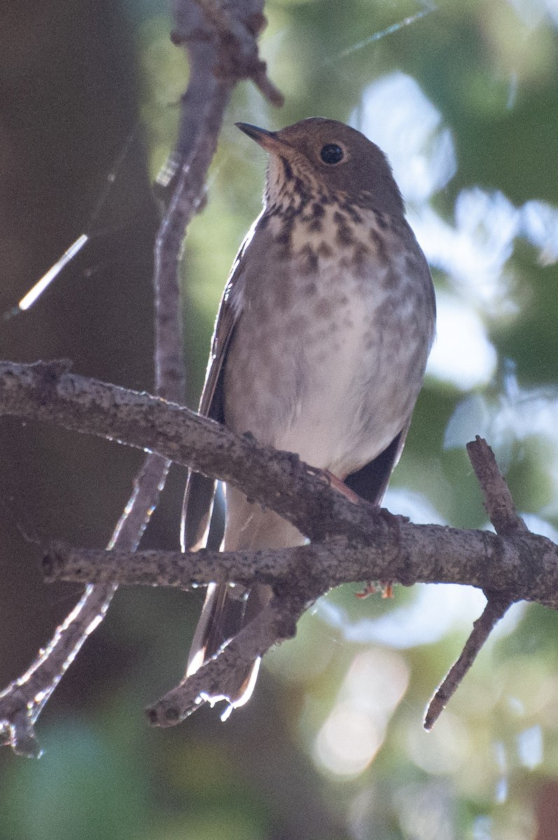 Hermit Thrush - ML643786306
