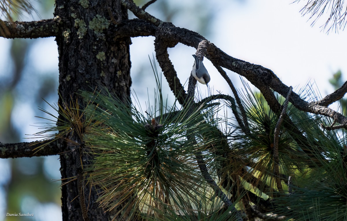 Pygmy Nuthatch - ML643786310