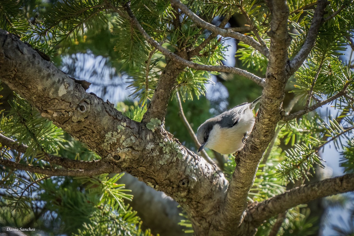 Pygmy Nuthatch - ML643786311