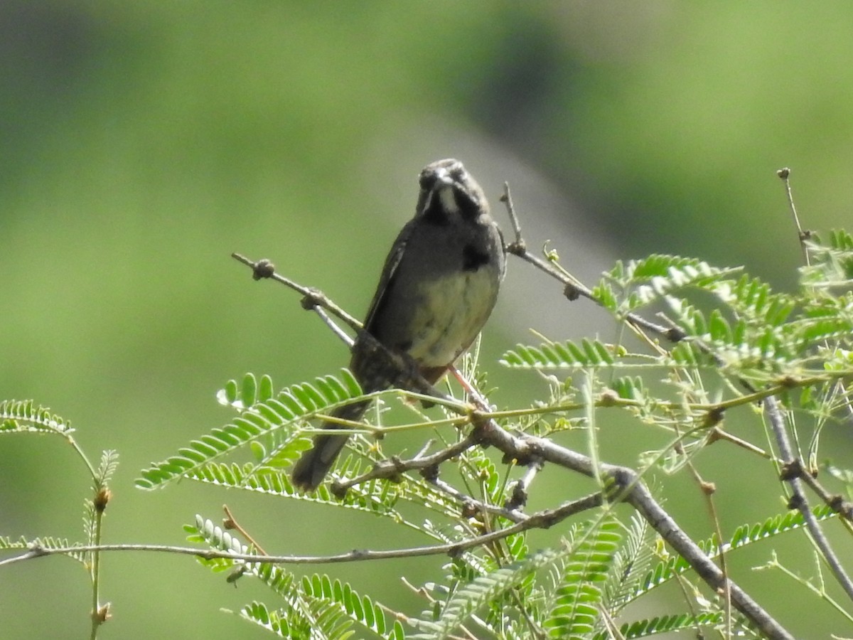 Five-striped Sparrow - ML643786326