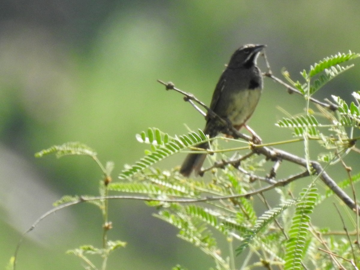 Five-striped Sparrow - ML643786334