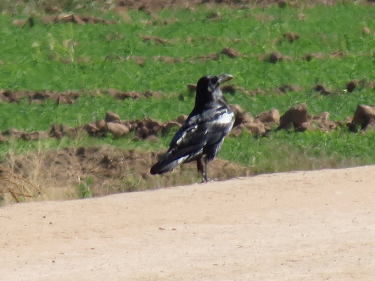 Common Raven - ML643786338
