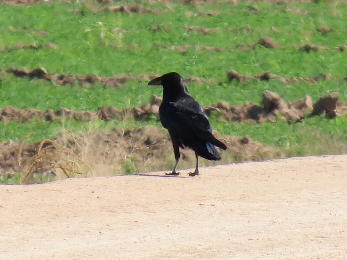 Common Raven - ML643786340