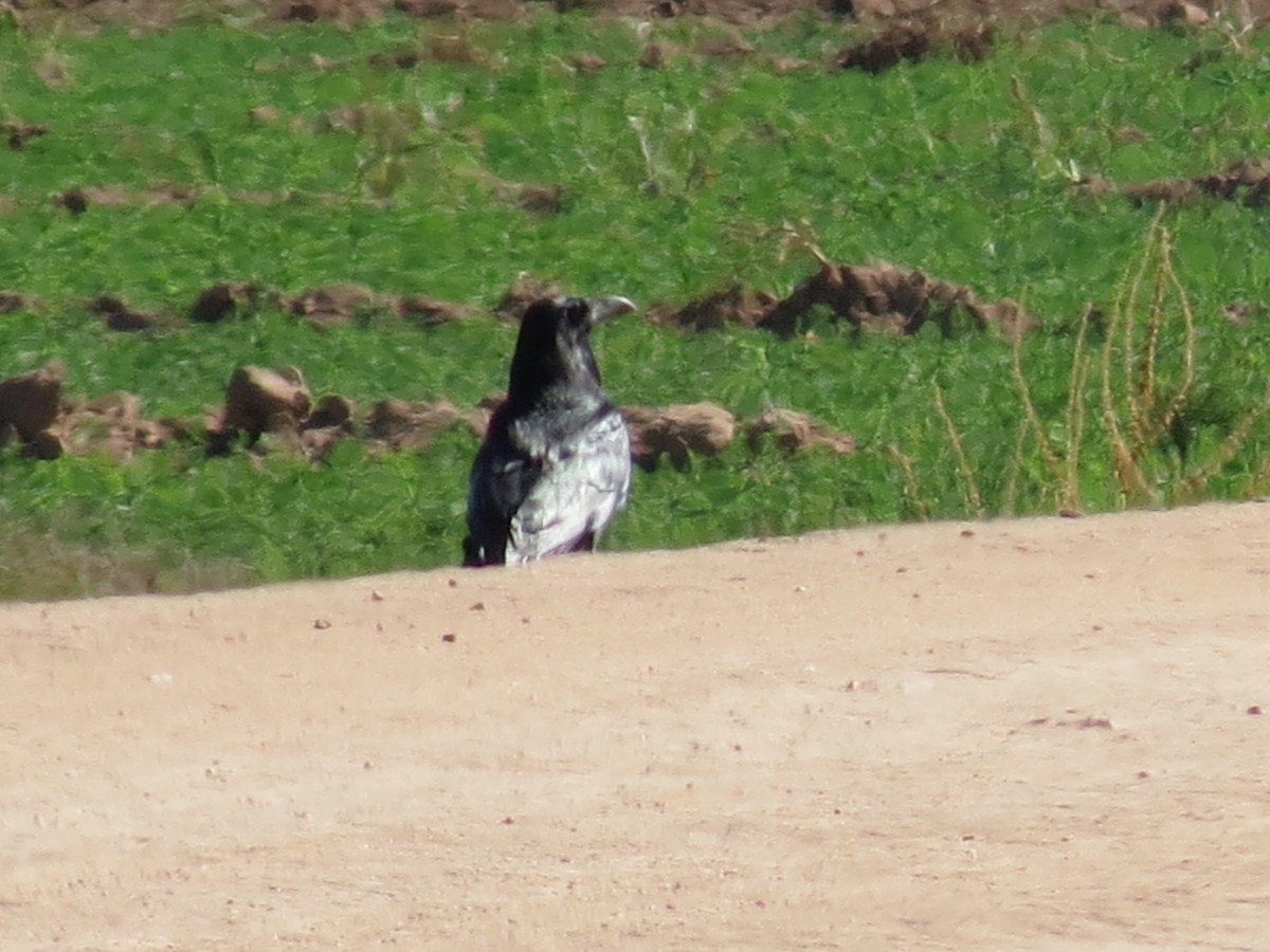 Common Raven - ML643786343