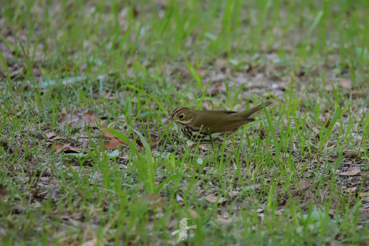 Ovenbird - ML643786344