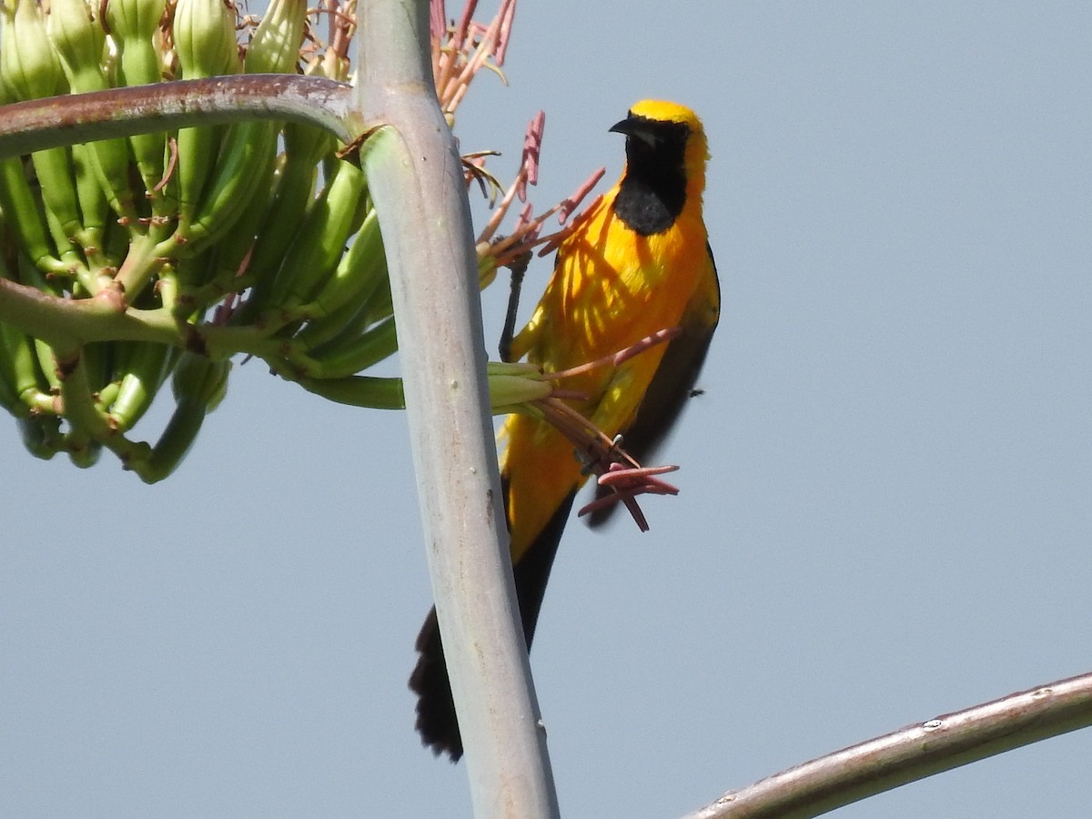 Oriole masqué - ML643786357