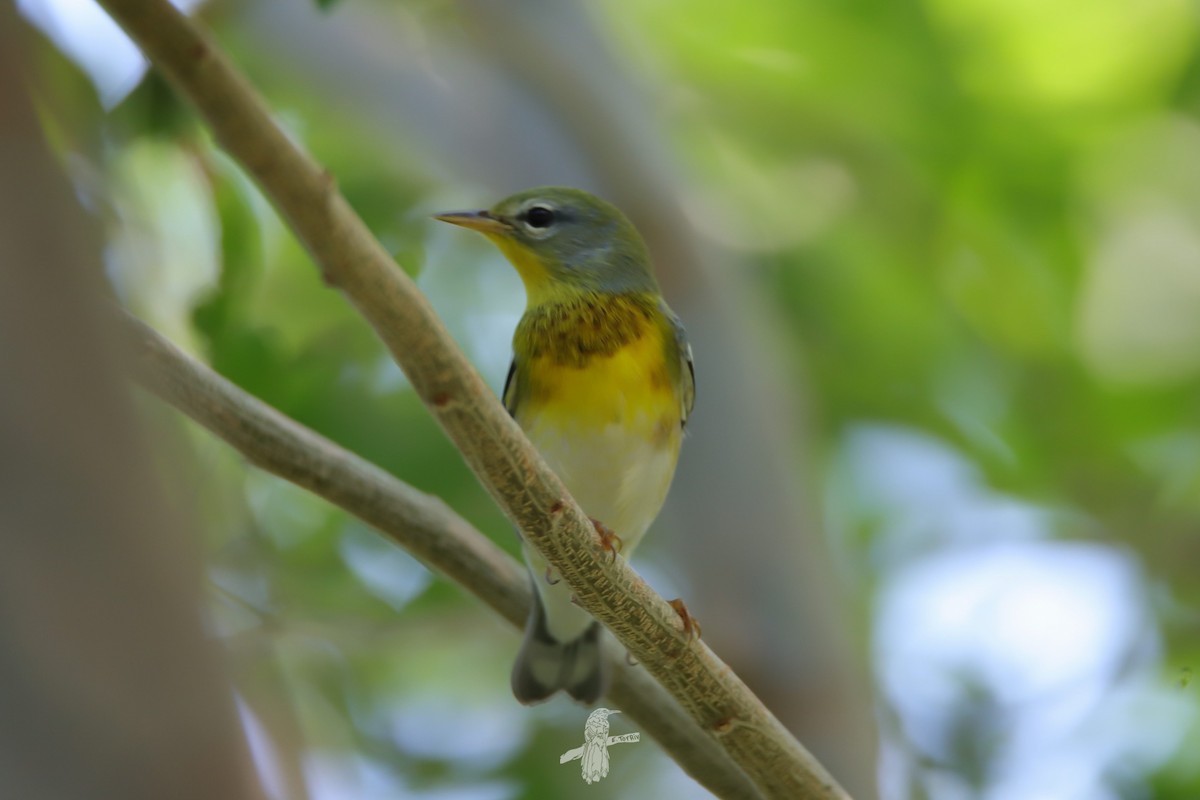 Northern Parula - ML643786364