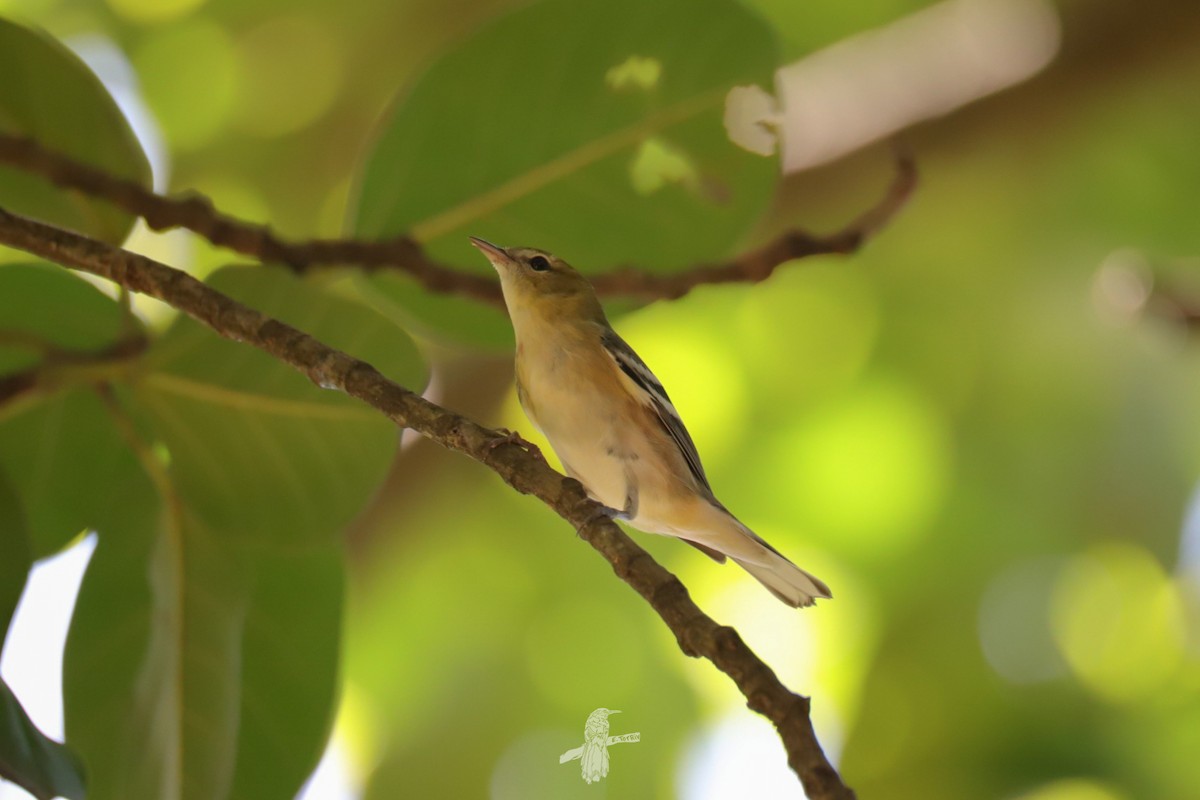 Bay-breasted Warbler - ML643786368