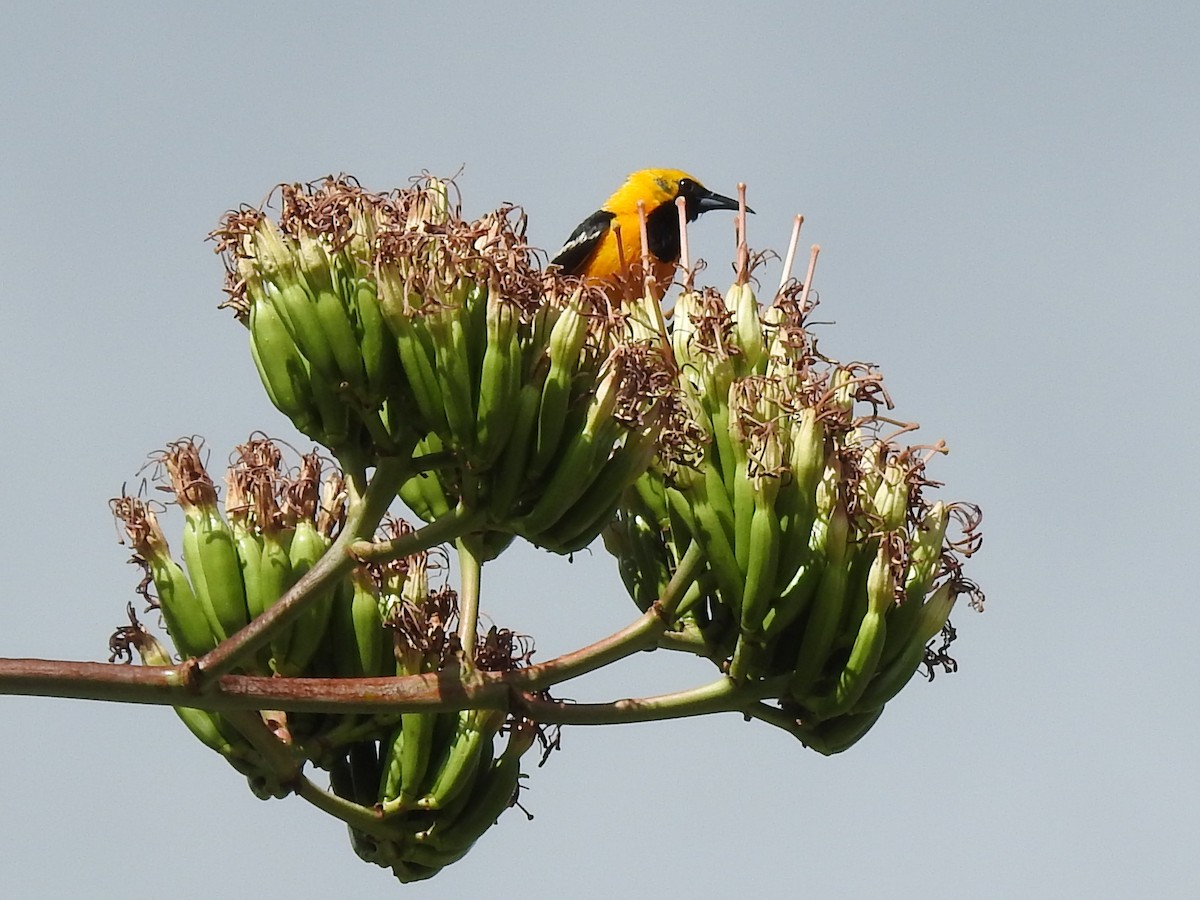Oriole masqué - ML643786369