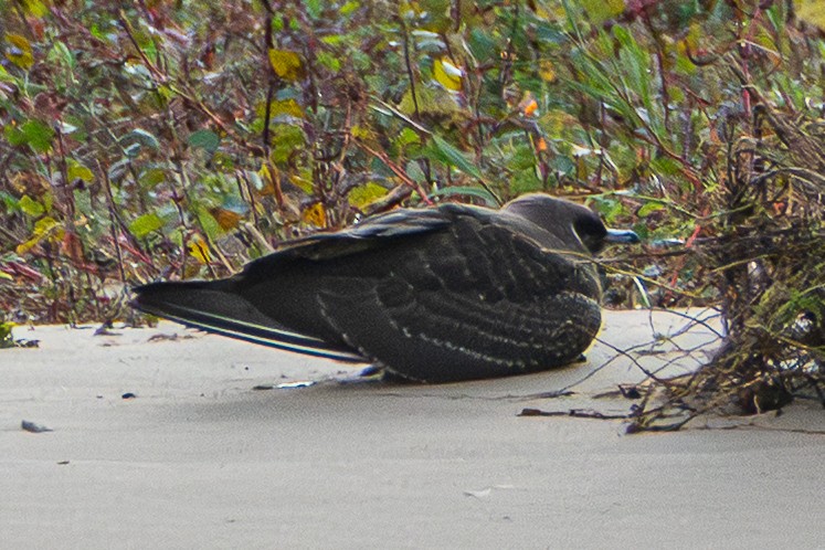 Parasitic Jaeger - ML643786382