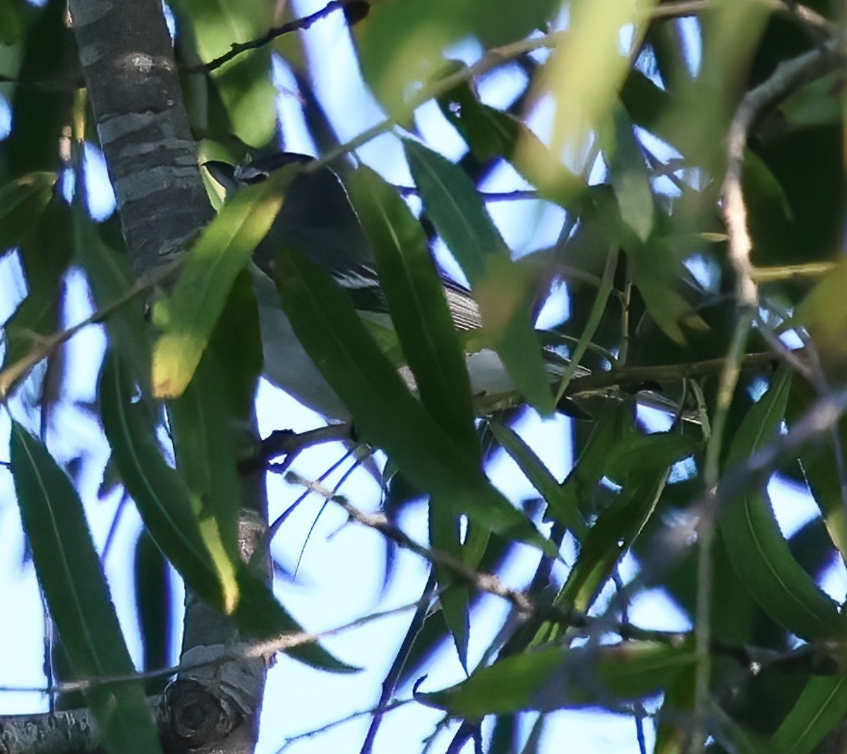Plumbeous Vireo - ML643786384