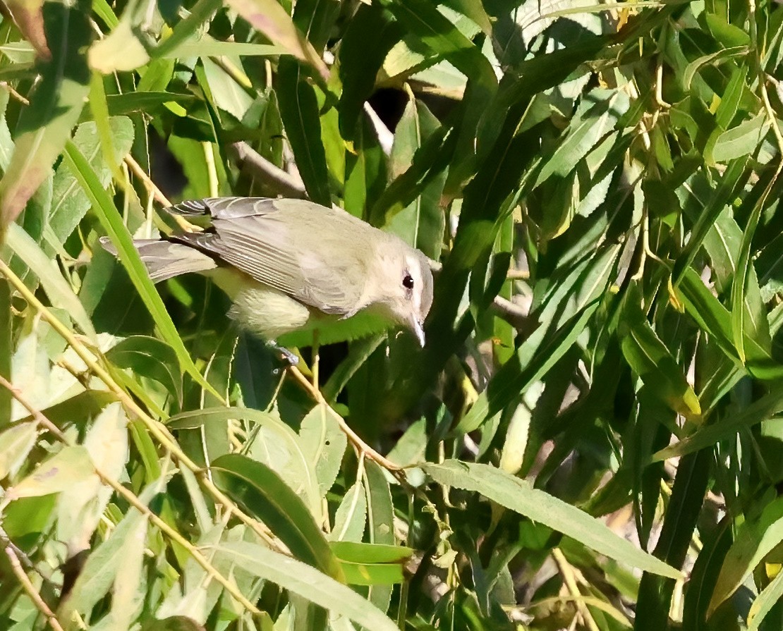 Warbling Vireo - ML643786394