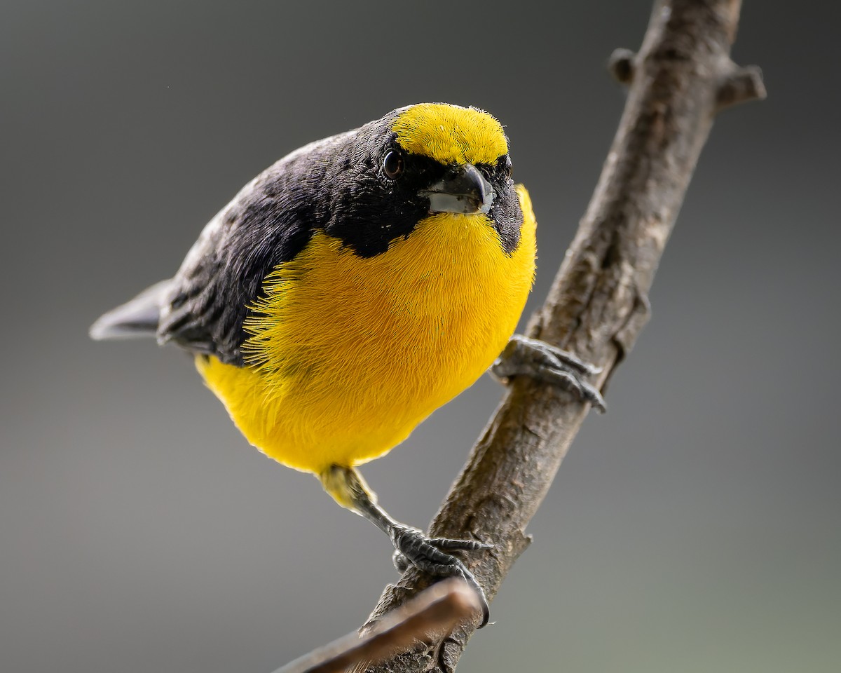 Thick-billed Euphonia - ML643786395
