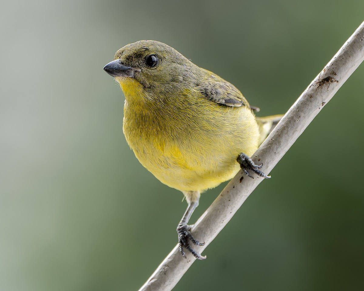 Thick-billed Euphonia - ML643786396
