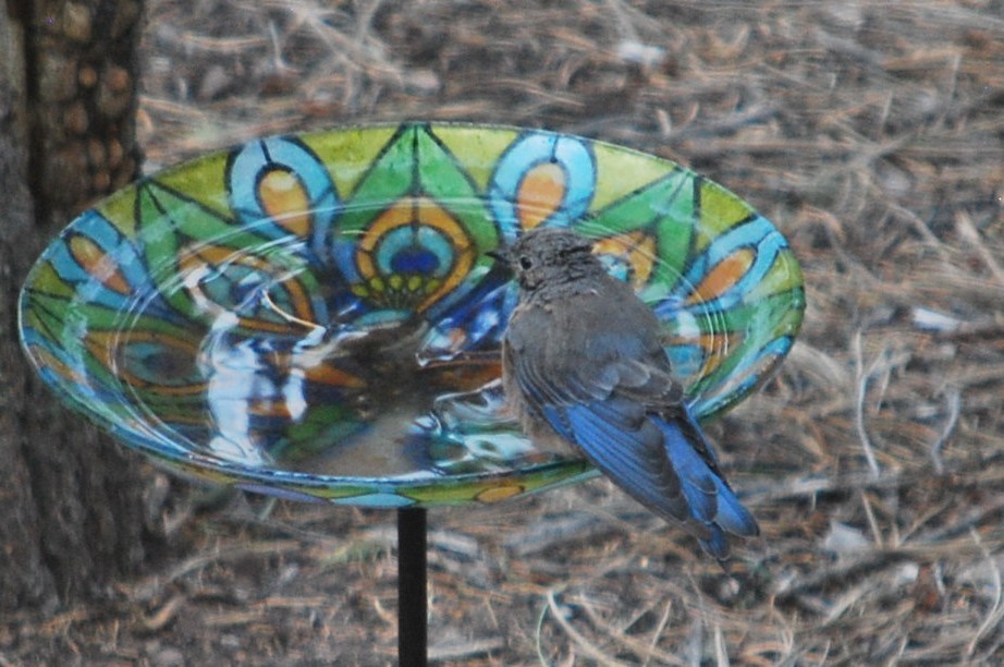 Western Bluebird - ML643786397