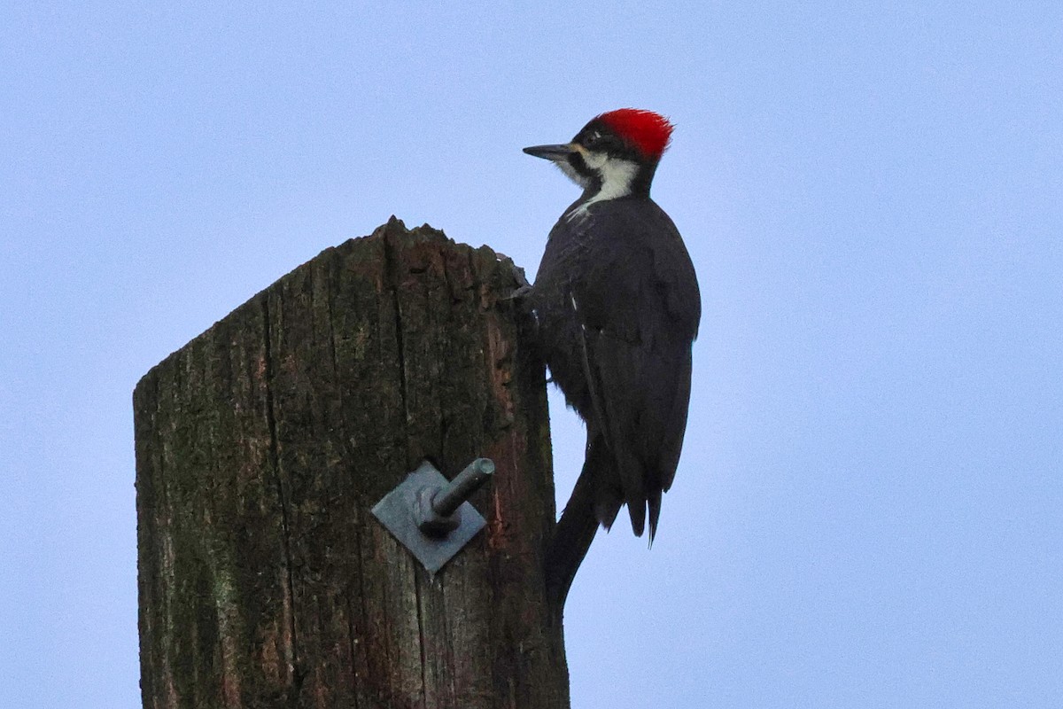 Pileated Woodpecker - ML643786409