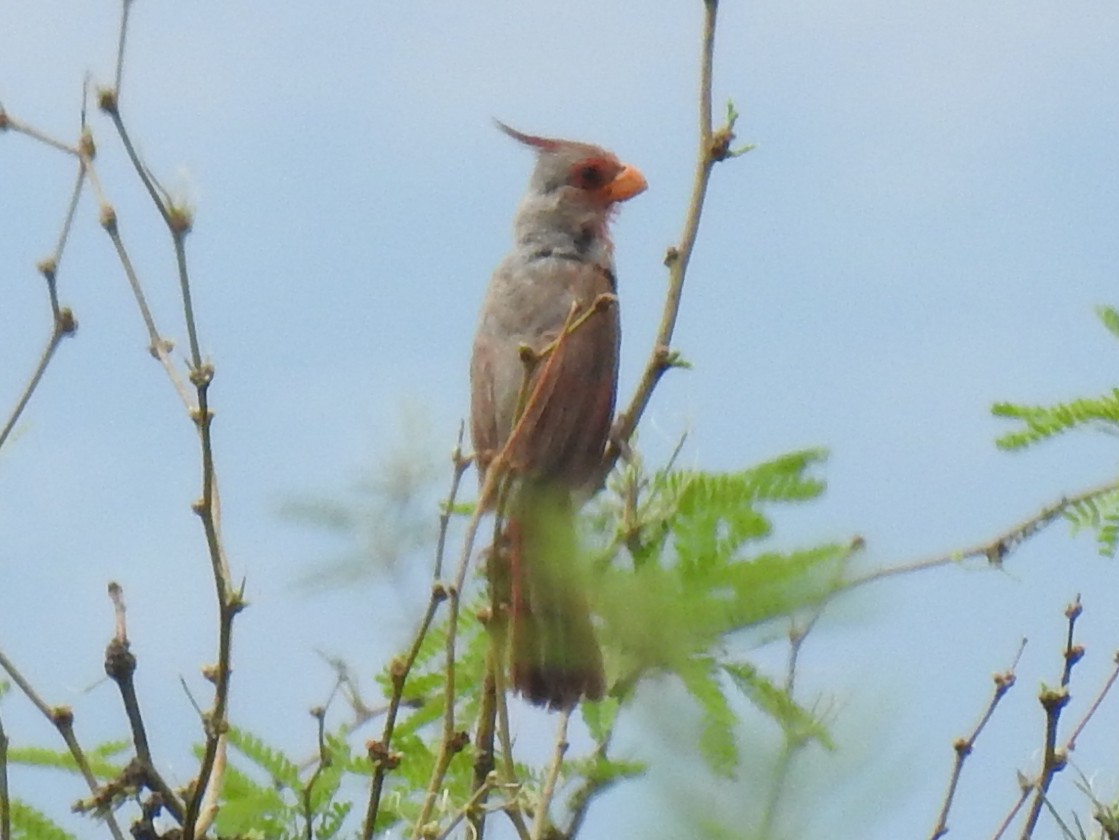 Pyrrhuloxia - ML643786422