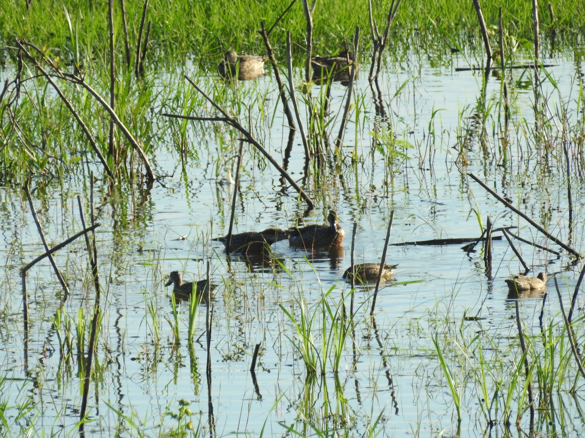 Blue-winged Teal - ML643786439