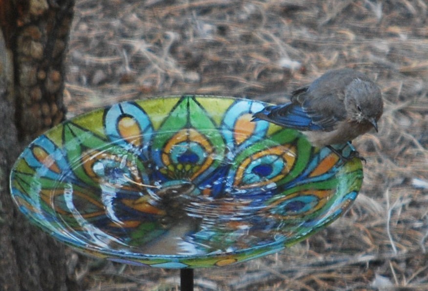 Western Bluebird - ML643786476