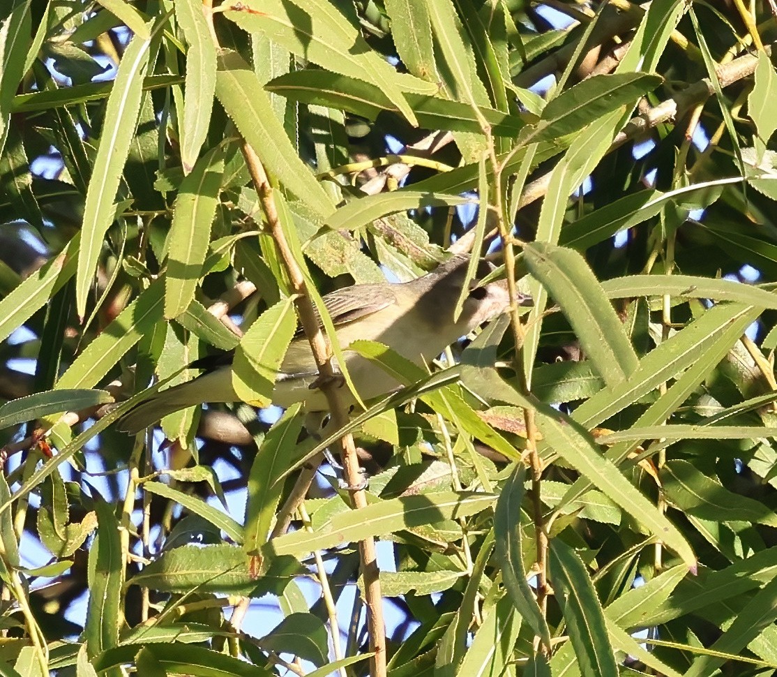 Warbling Vireo - ML643786478