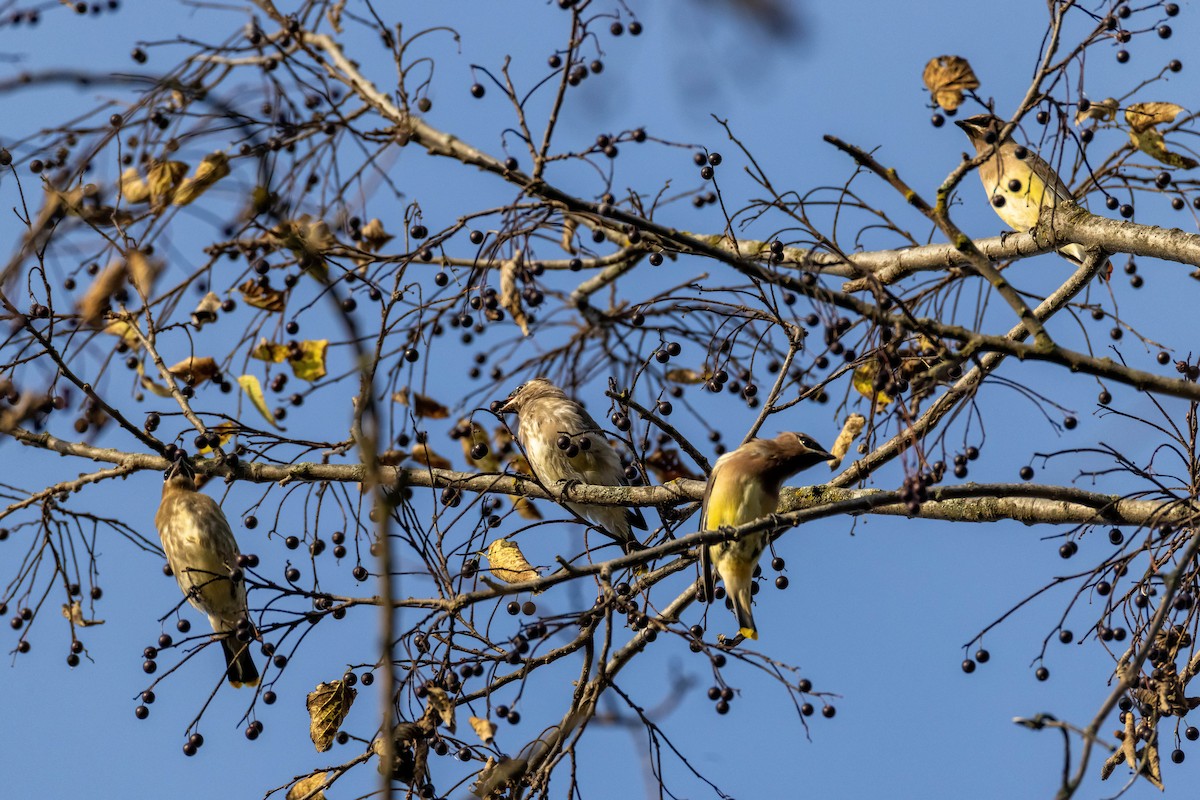 Cedar Waxwing - ML643786482