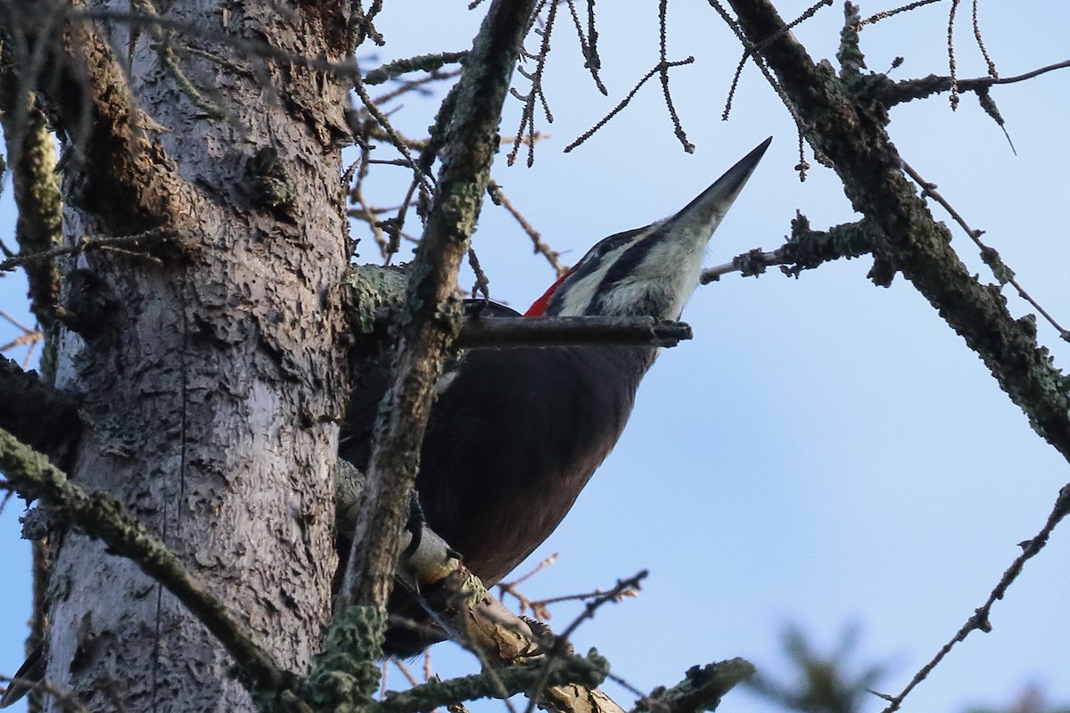 datel chocholatý - ML643786535