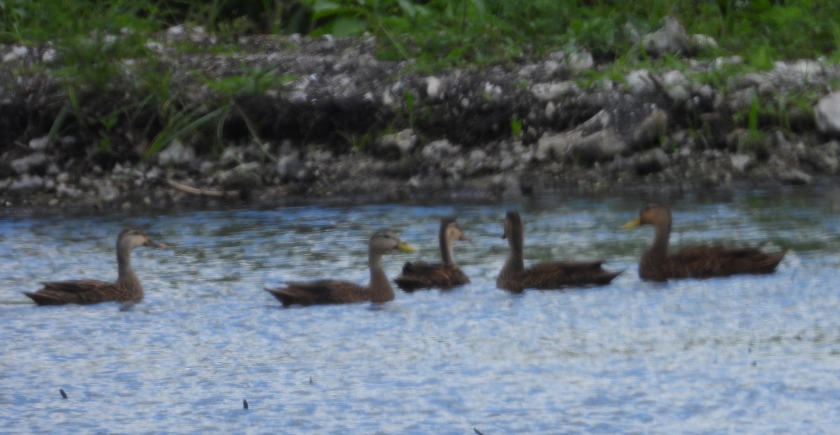 Canard brun - ML643786536