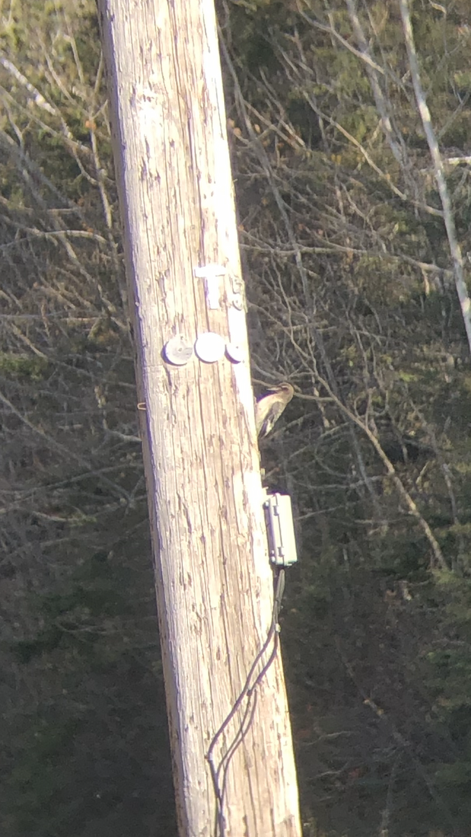 Red-headed Woodpecker - ML643786552