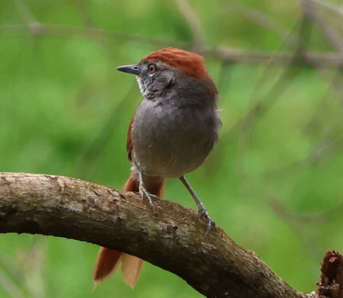Sooty-fronted Spinetail - ML643786564