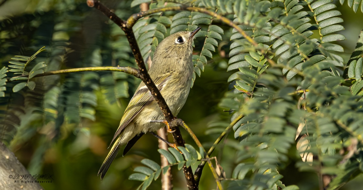 Ruby-crowned Kinglet - ML643786568