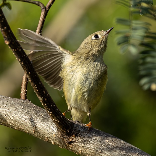 Ruby-crowned Kinglet - ML643786569