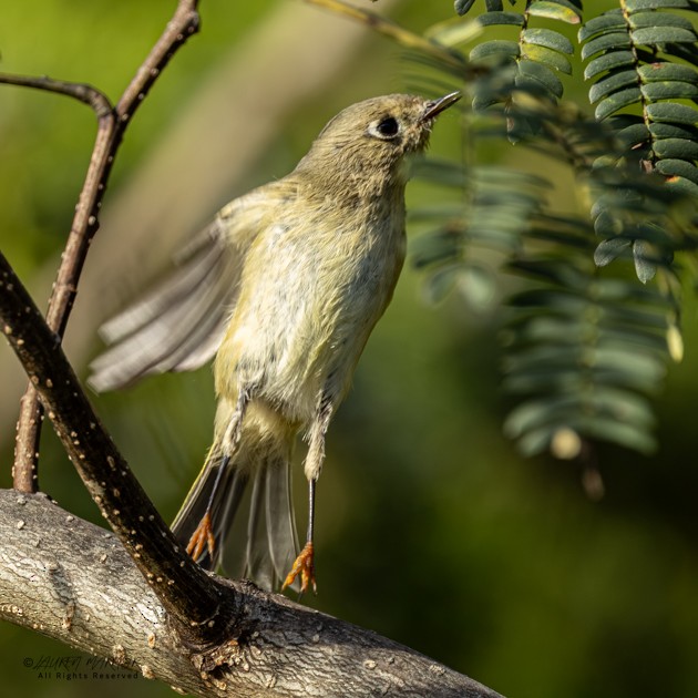 Ruby-crowned Kinglet - ML643786570