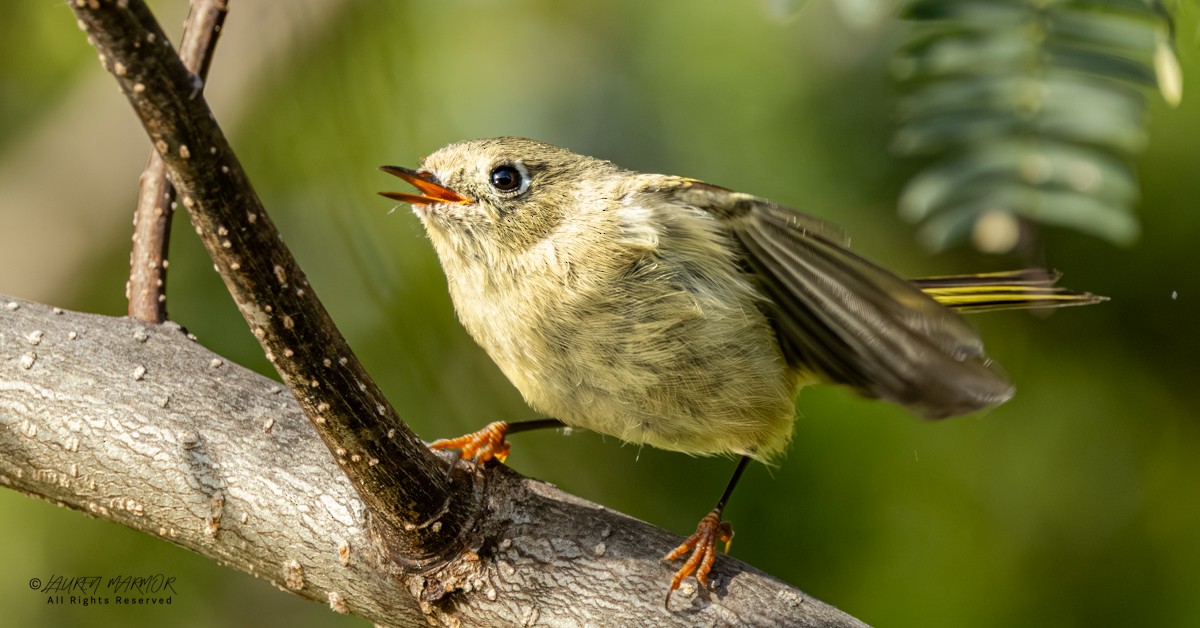 Ruby-crowned Kinglet - ML643786571