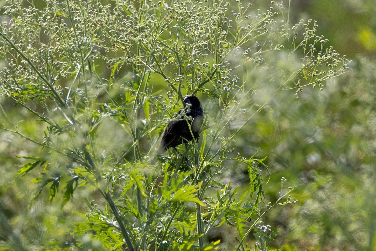 Bobolink - ML643786574