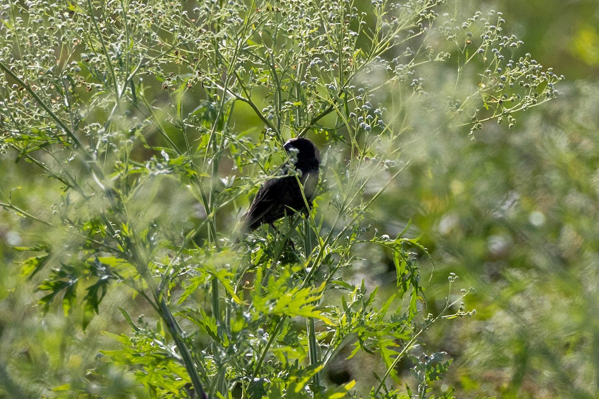 Bobolink - ML643786575