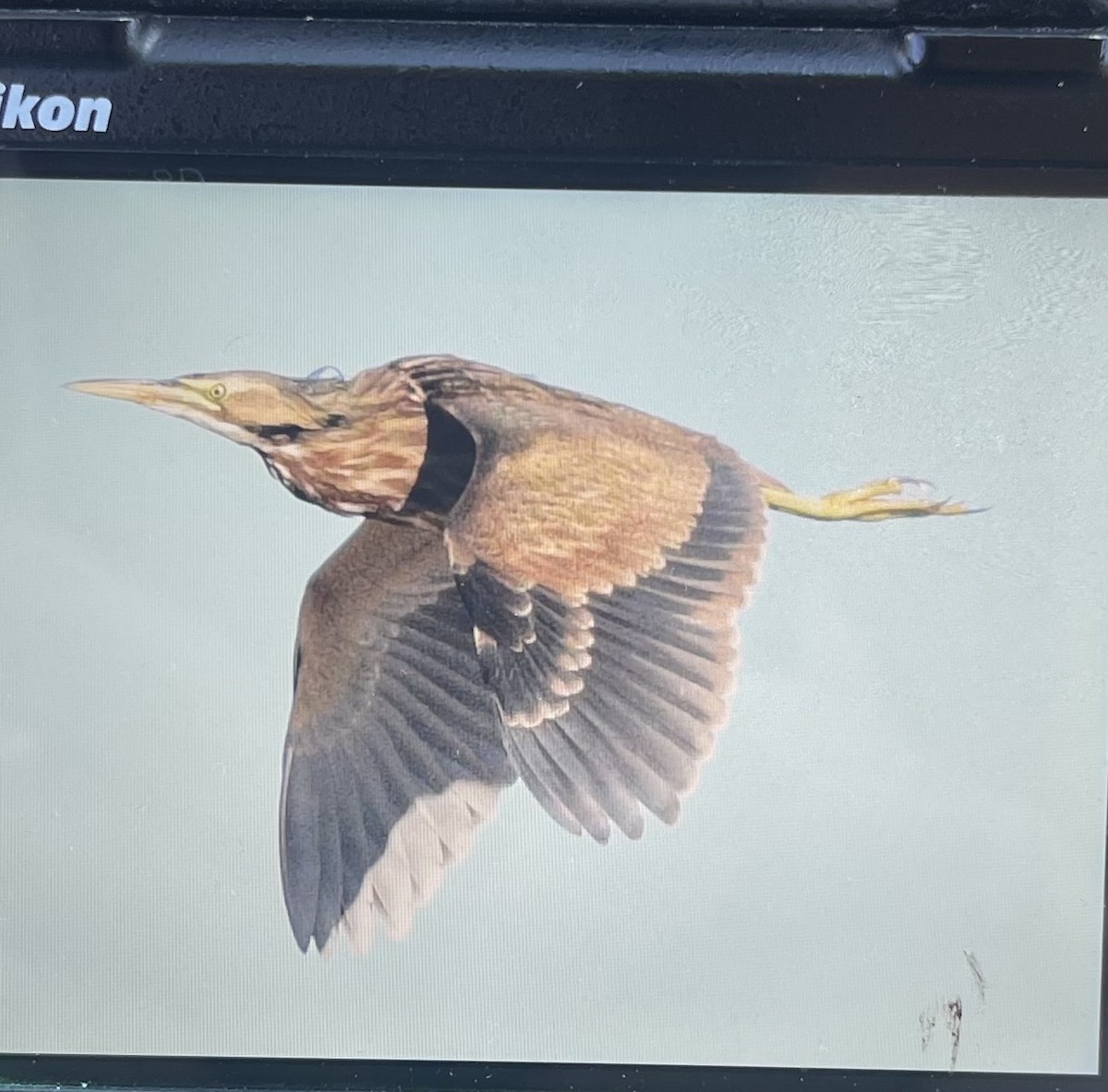 American Bittern - ML643786592