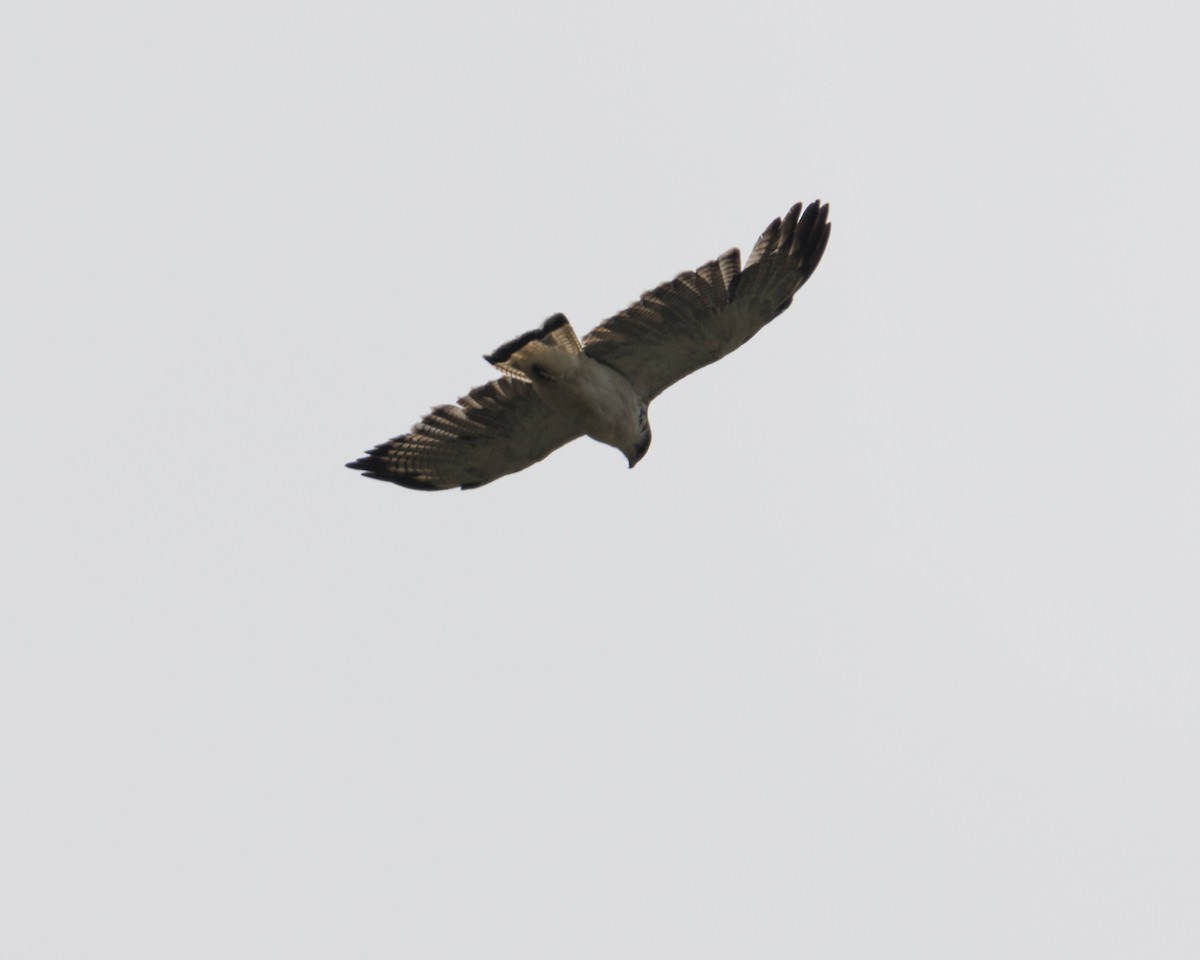 Variable Hawk - ML643786615